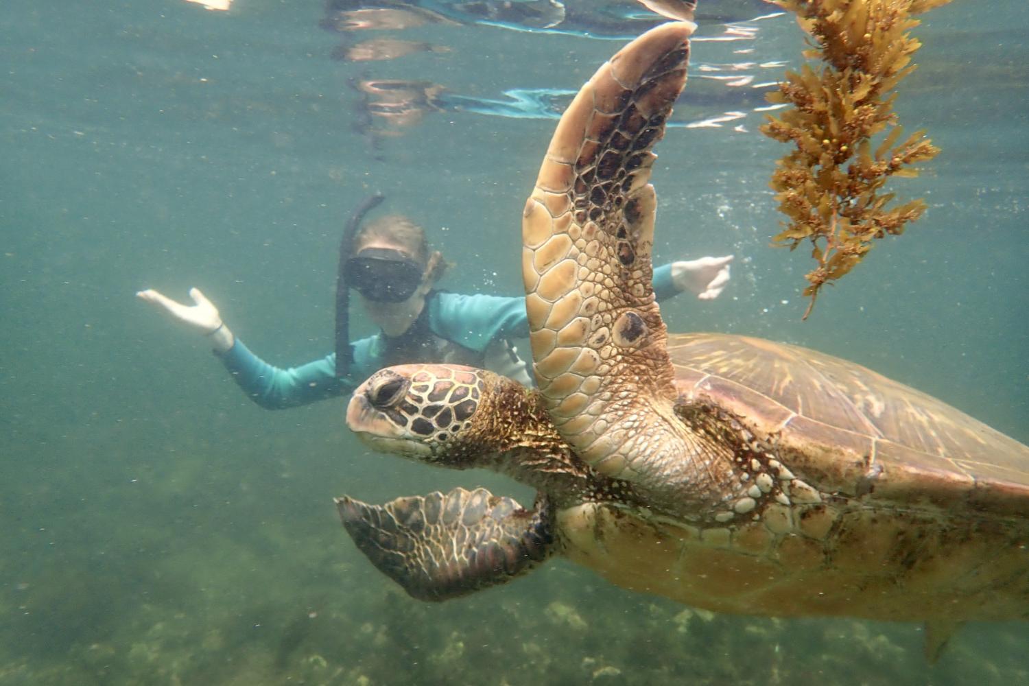 一名<a href='http://hnth.ngskmc-eis.net'>全球十大赌钱排行app</a>学生在Galápagos群岛游学途中与一只巨龟游泳.